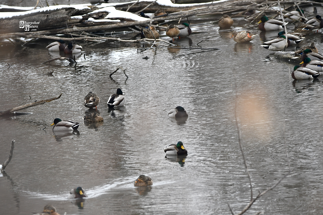 Mallard