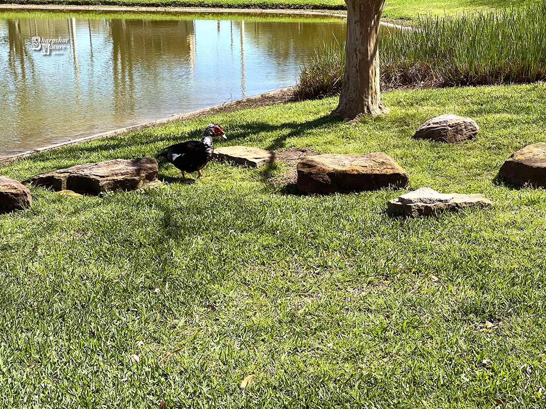 Muscovy Duck