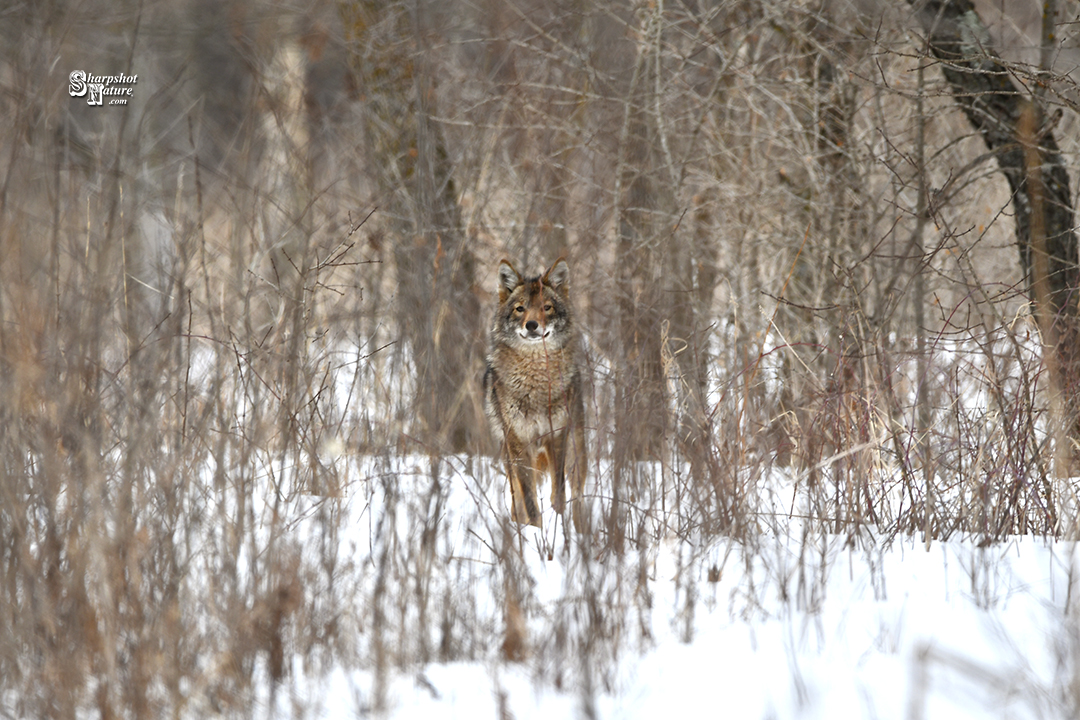 Coyote