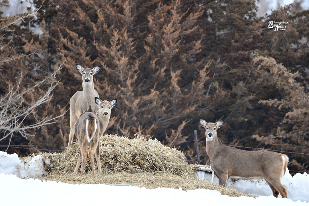 White-tail Deer