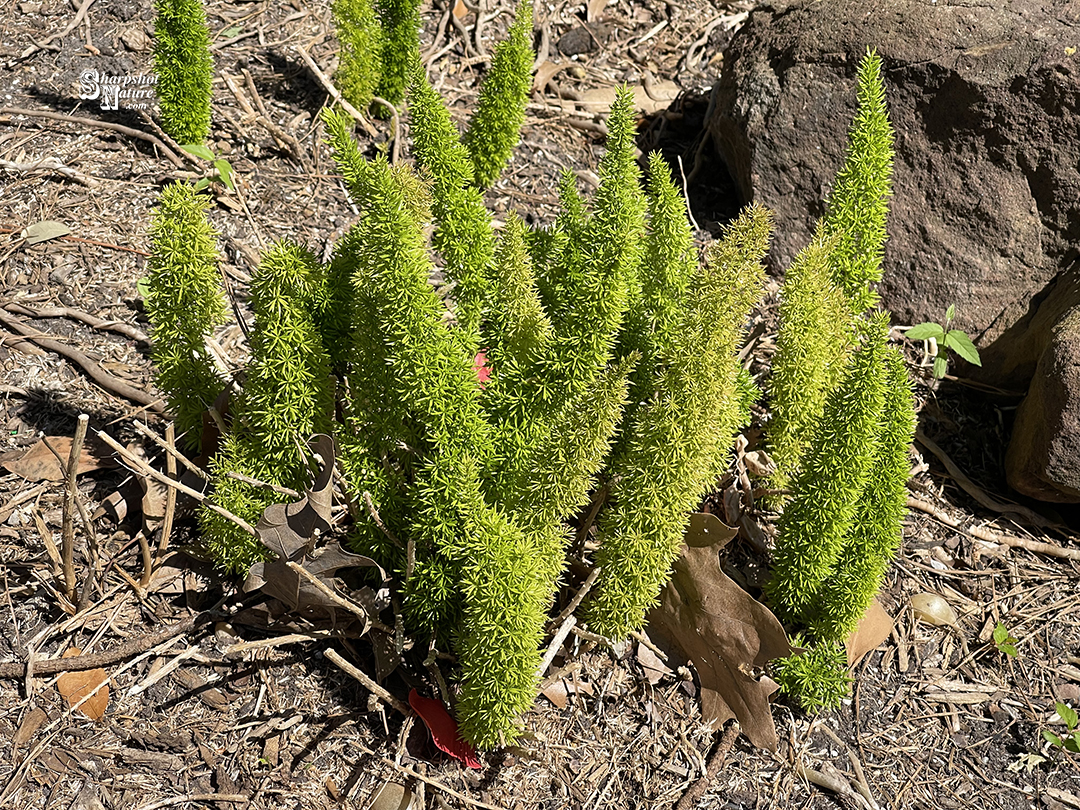 Foxtail Fern