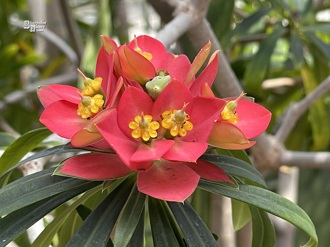 Jamaican Poinsettia