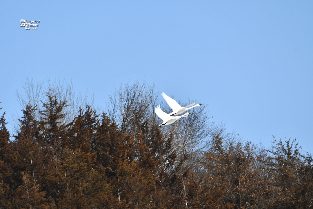 Trumpeter Swan