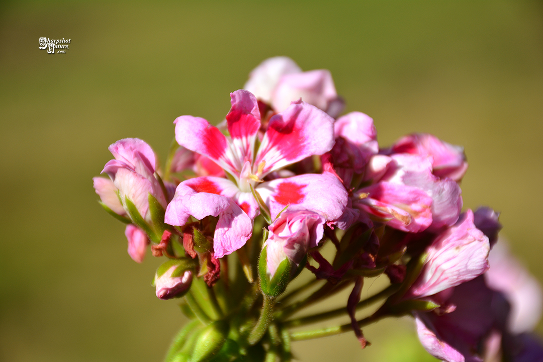 Geranium