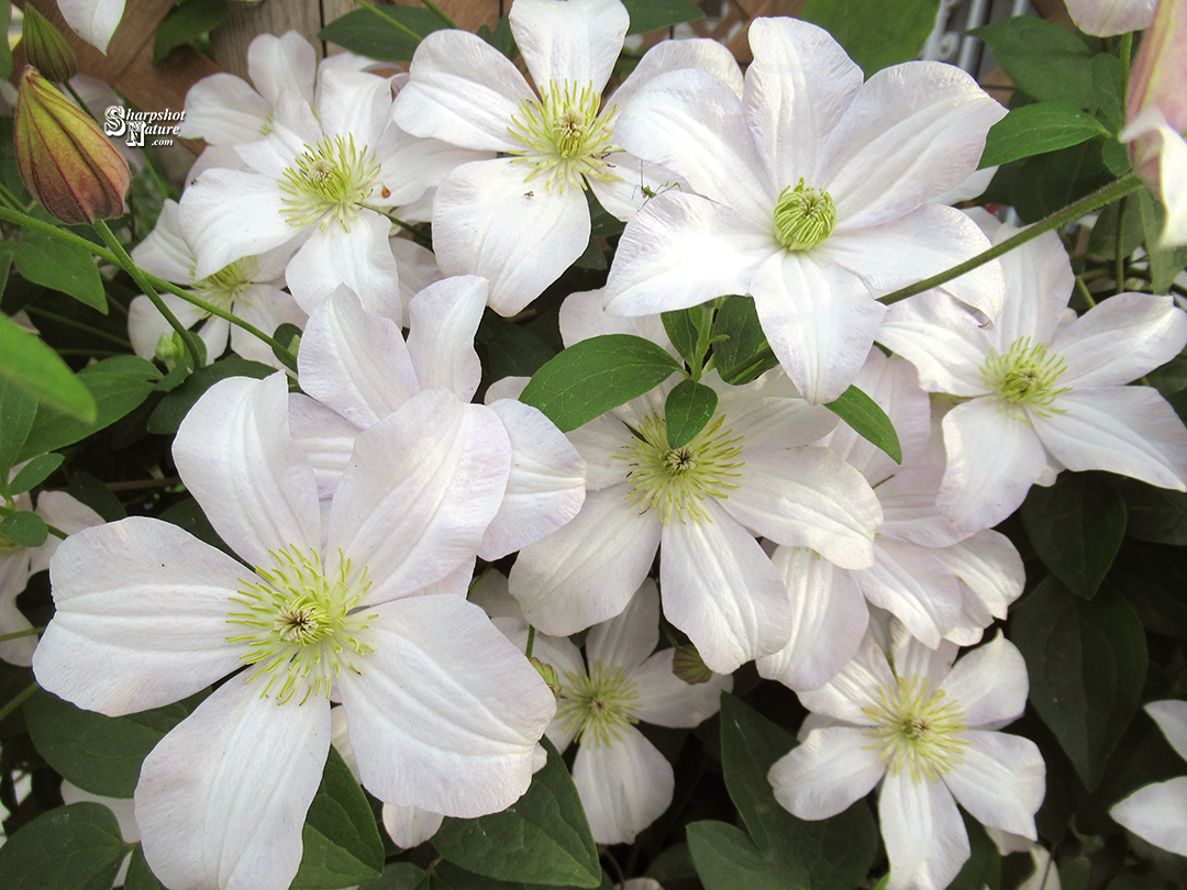 Clematis