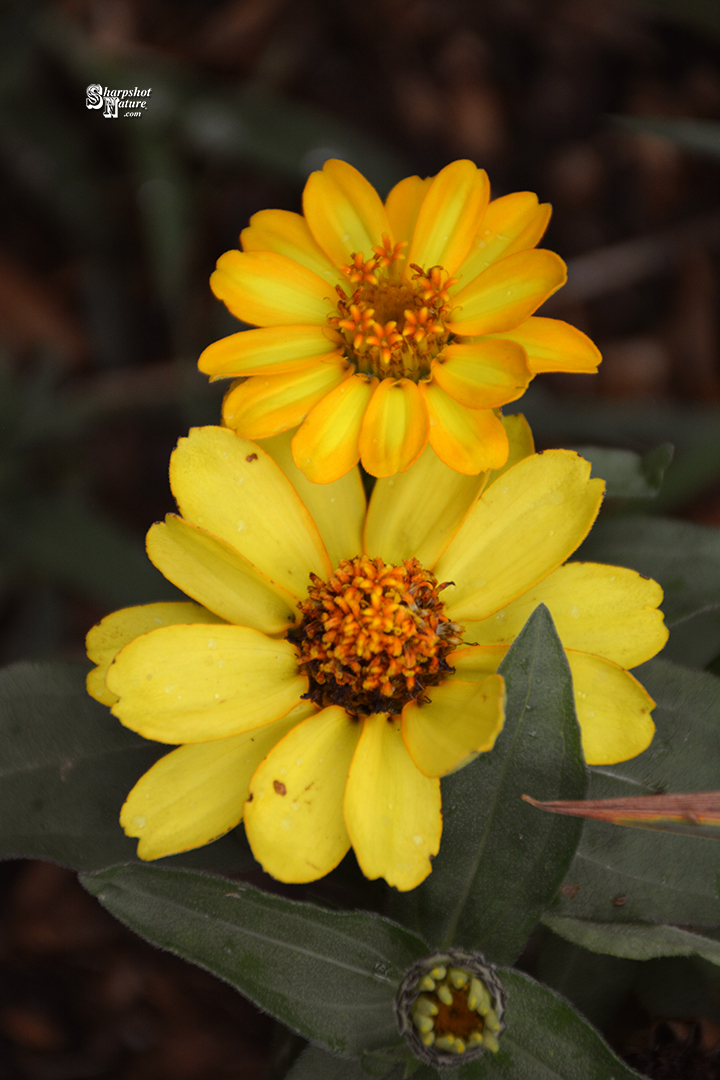 Zinnia