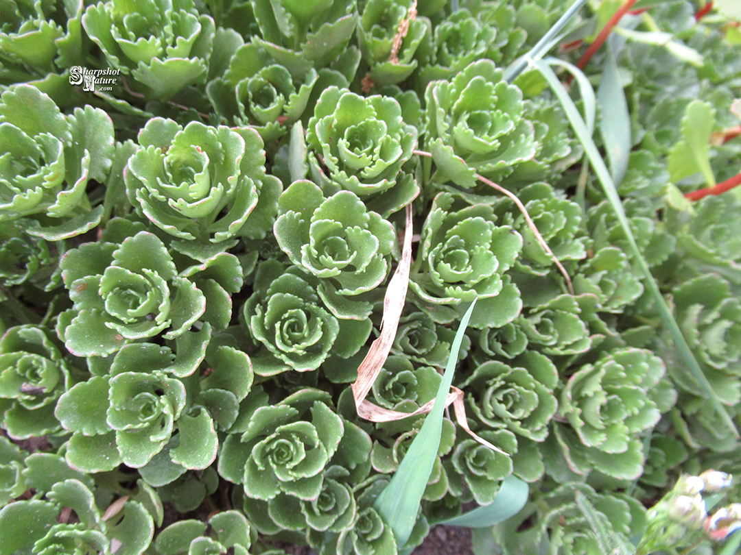 Sedum