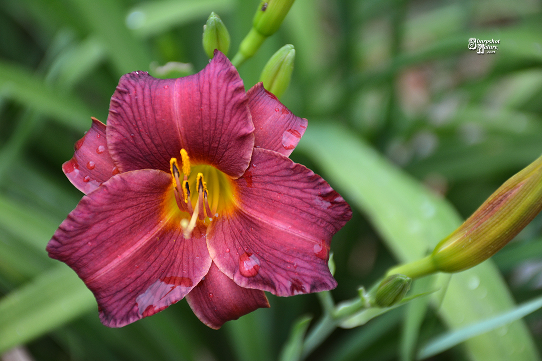 Daylily