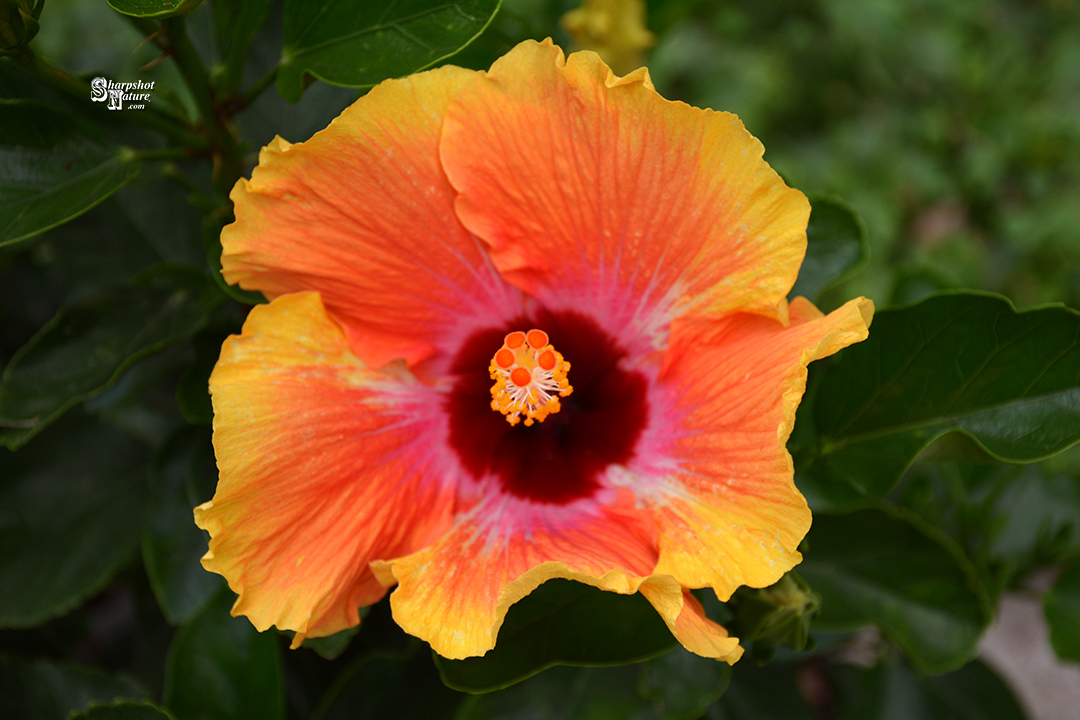 Hibiscus