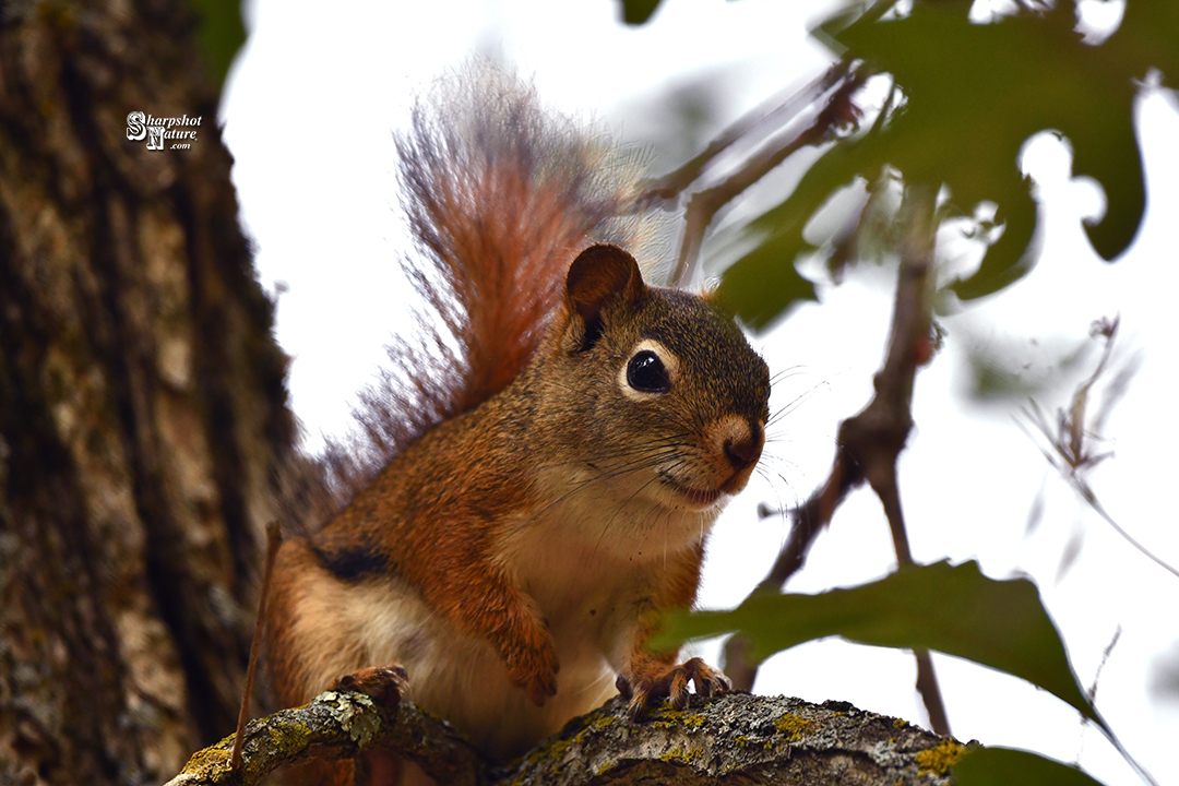 Red Squirrel