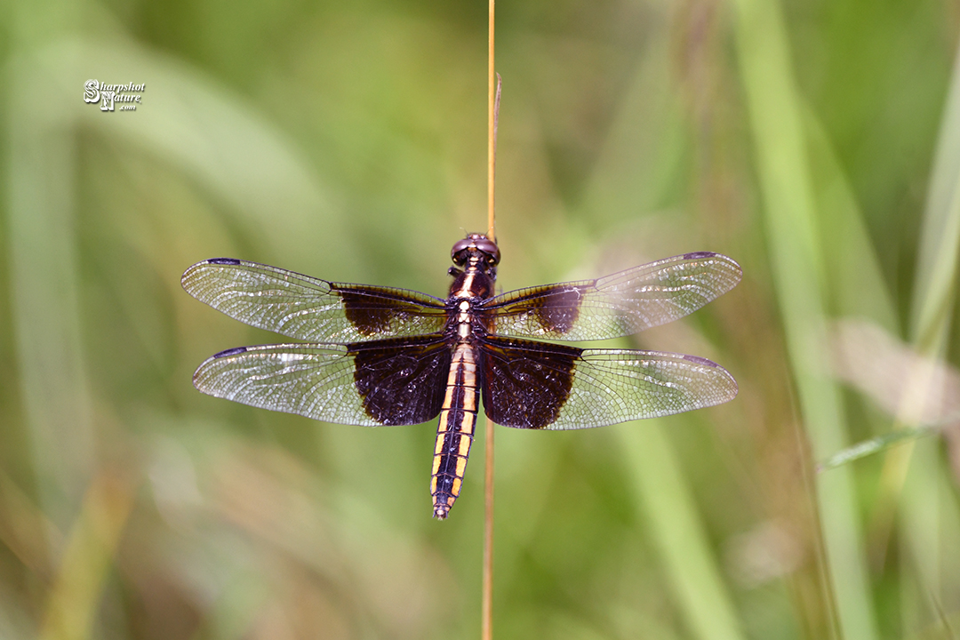 Dragonfly