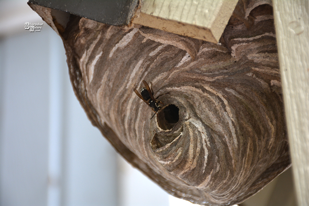 Bald-faced Hornet