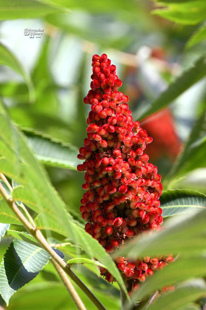 Staghorn Sumac
