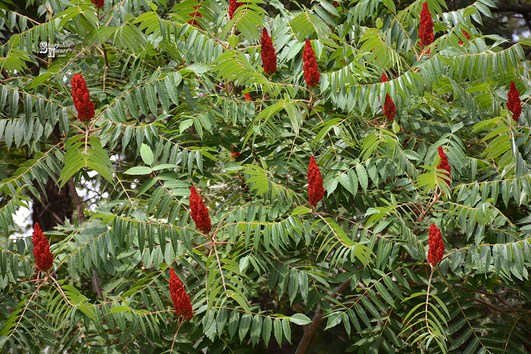 Staghorn Sumac