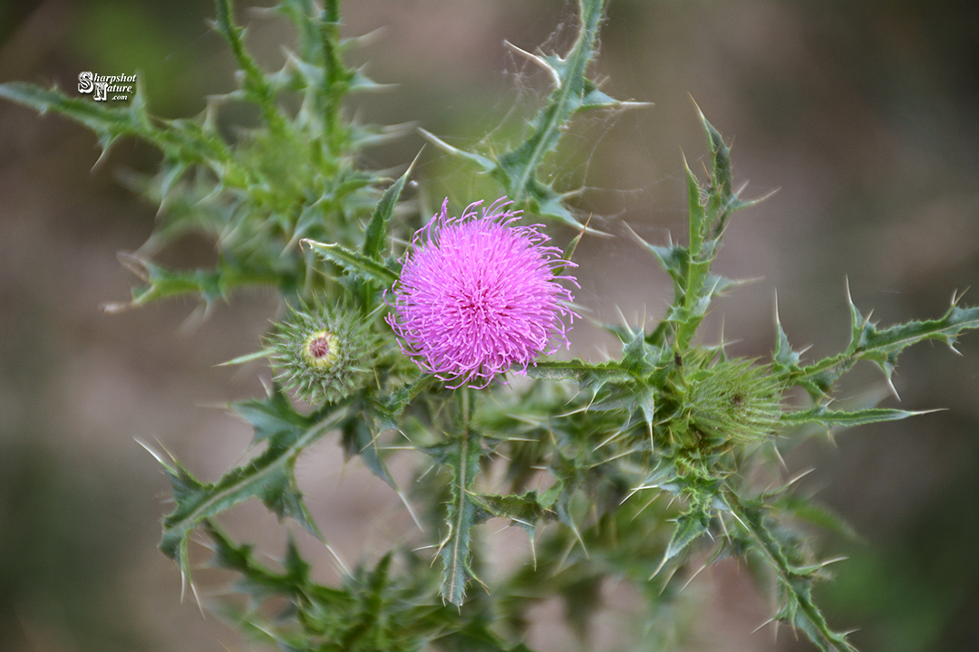 Thistle