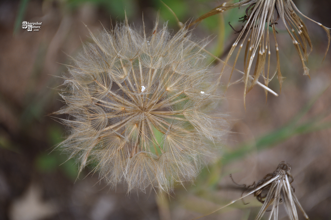 Tragopogon