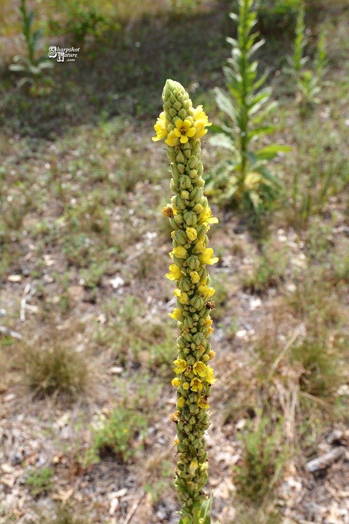 Great Mullein