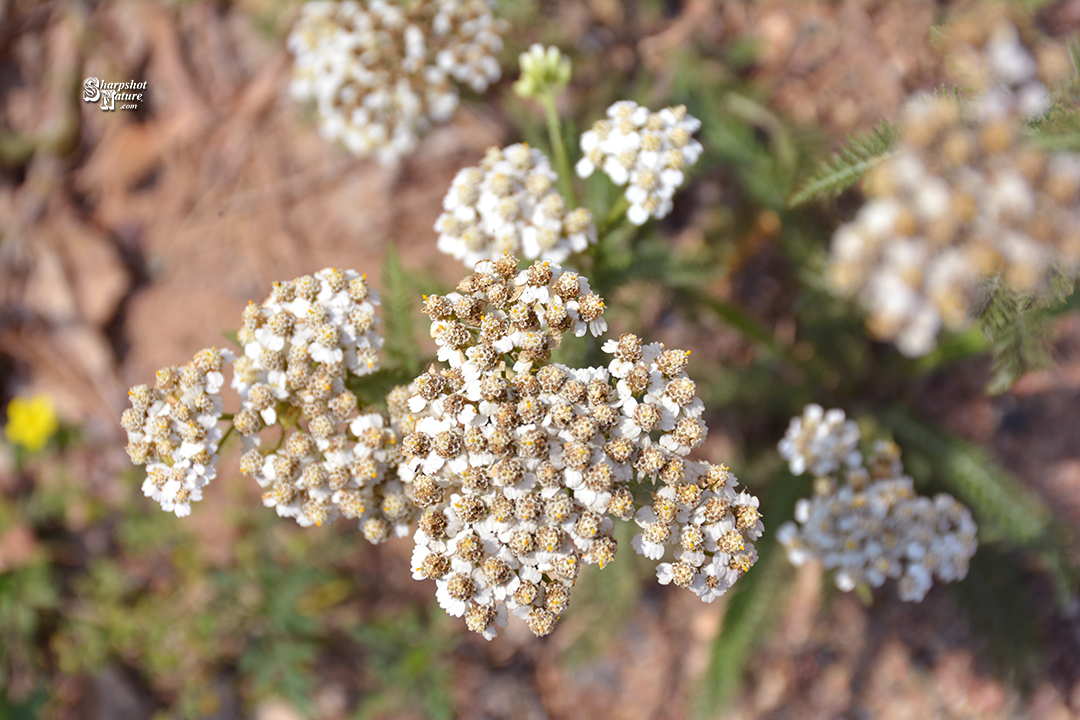 Yarrow
