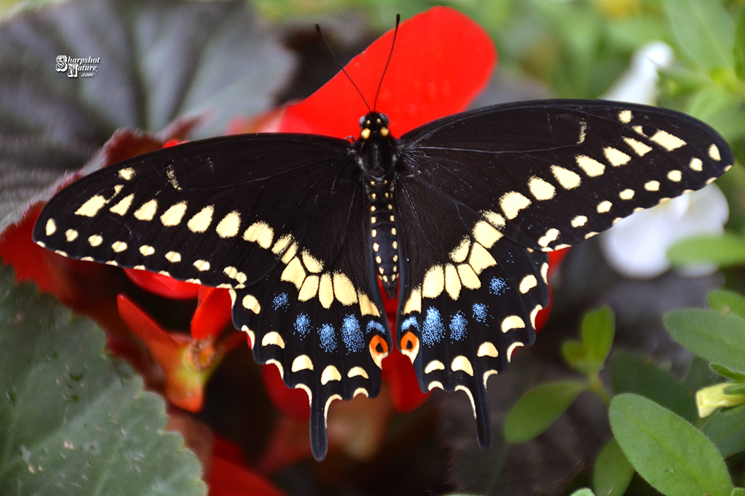 Black Swallowtail