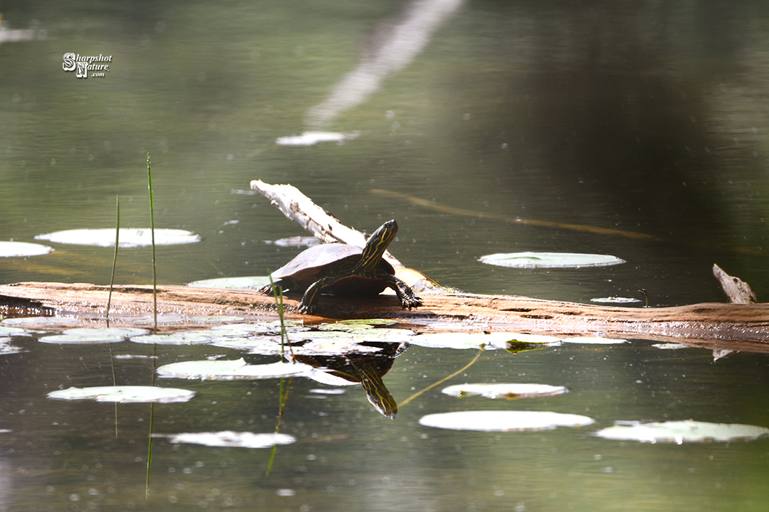 Painted Turtle