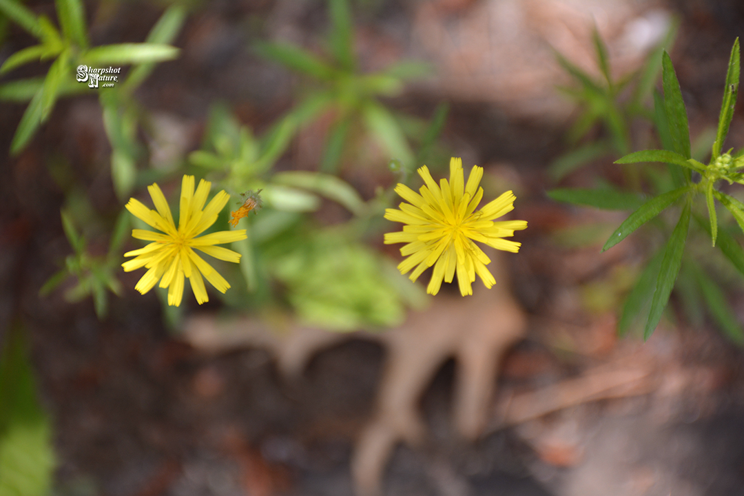 Hieracium
