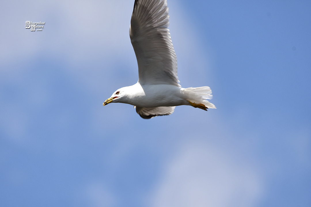 Gull