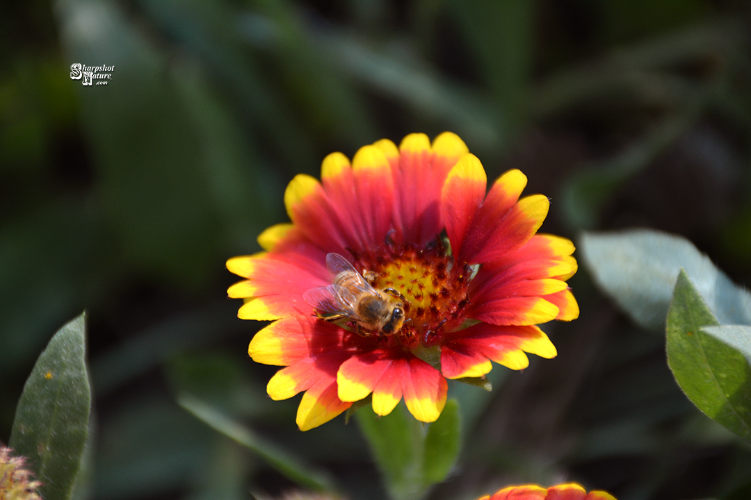 Indian Blanket