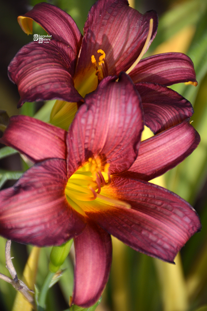 Daylily