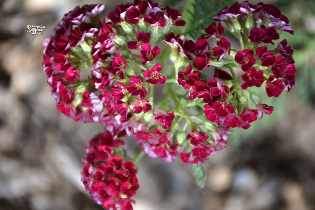 Red Yarrow
