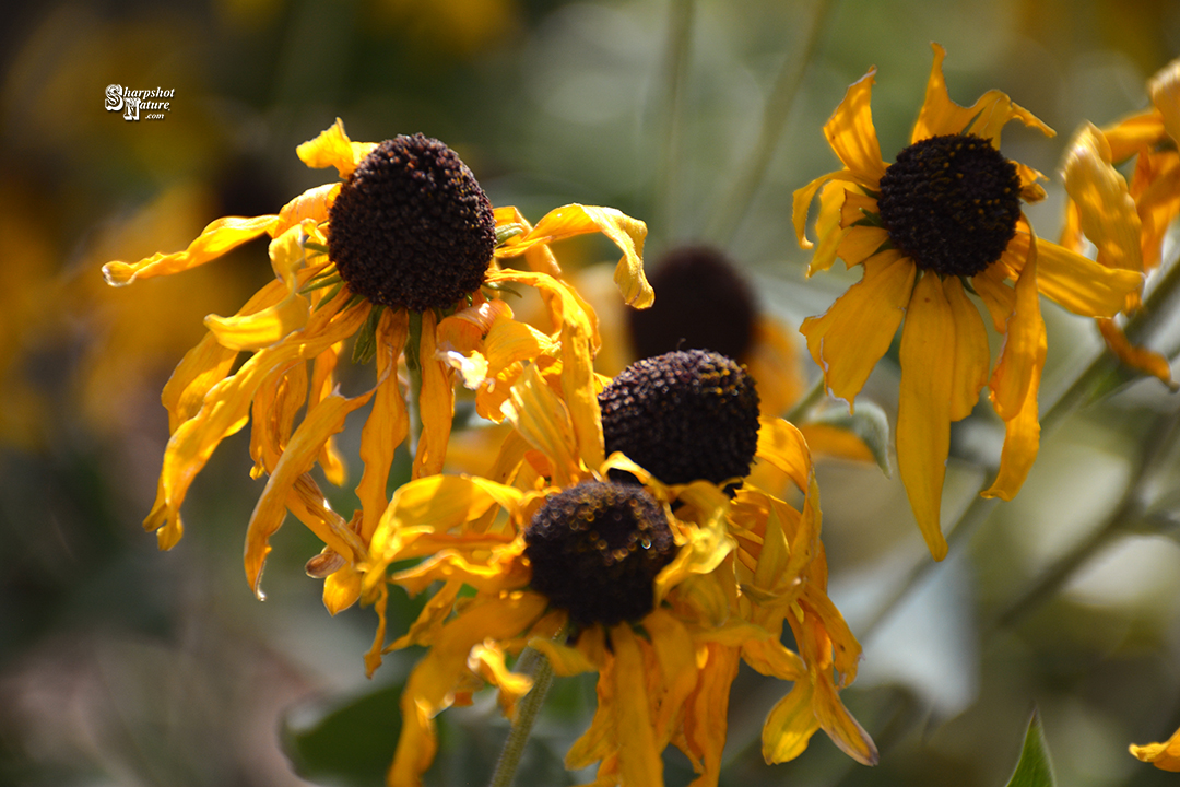 Black-eyed Susan