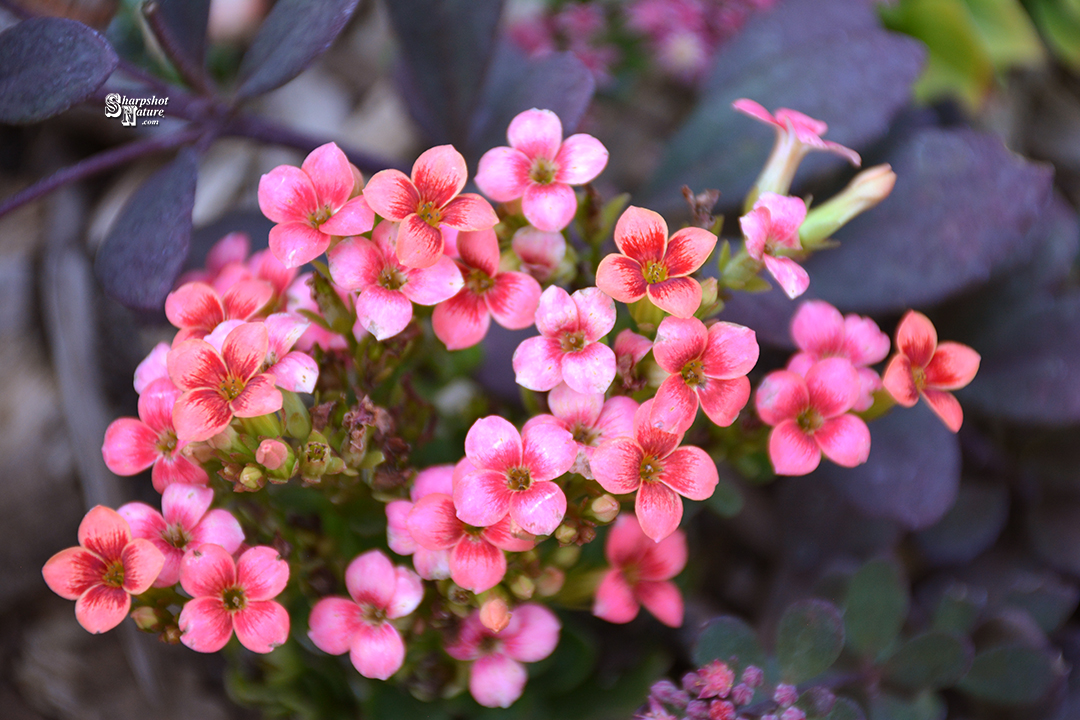 Kalanchoe