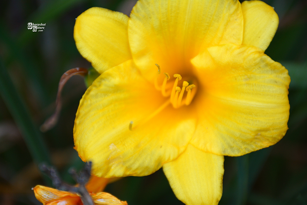 Day Lily