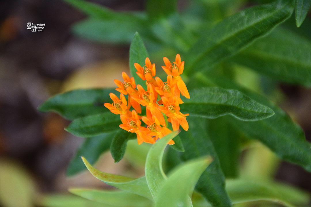 Butterfly Weed