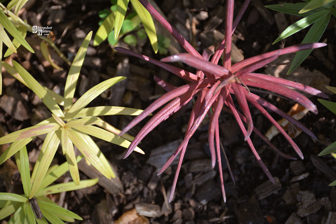 Emerald Flame Yew