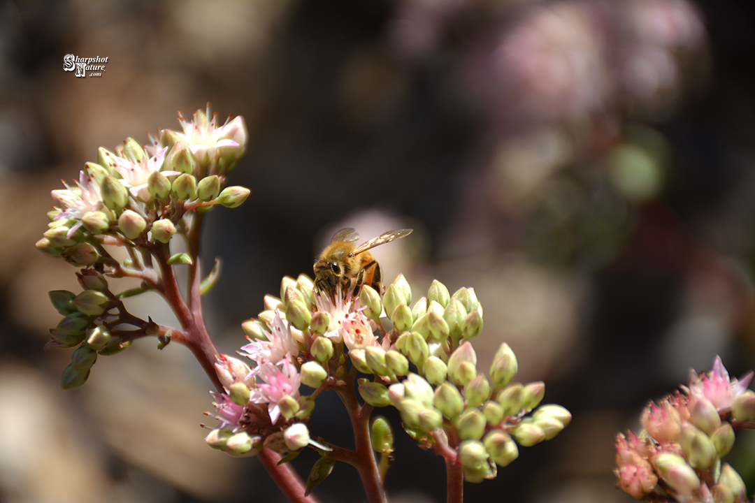 Bee On White Stonecrop