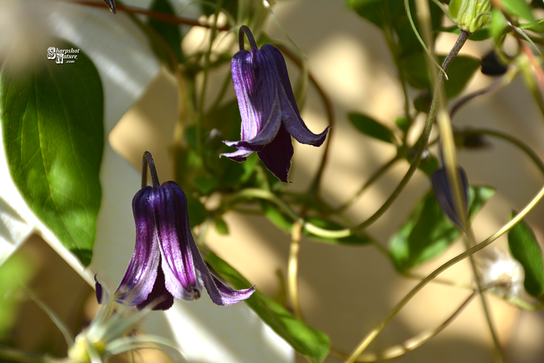 Clematis