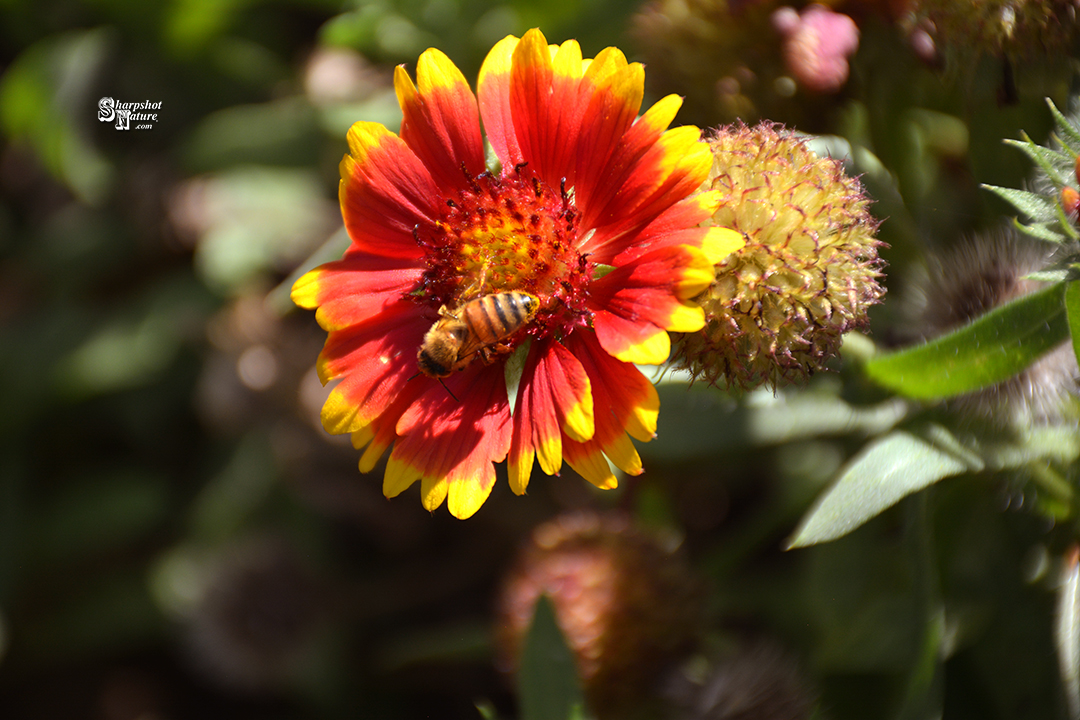 Bee On Firewheel