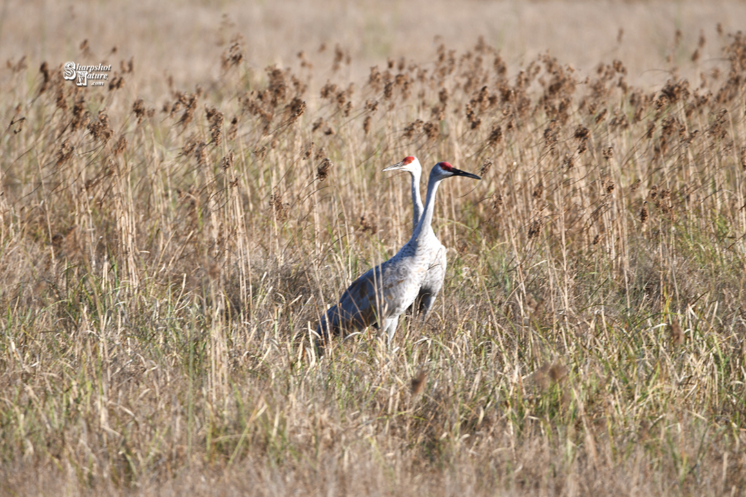 Sandhill Crane