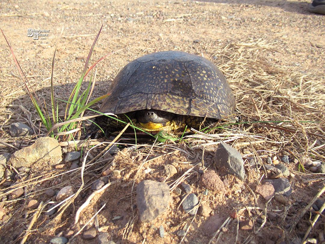 Blandings Turtle