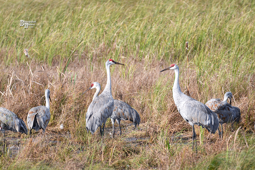 Sandhill Crane