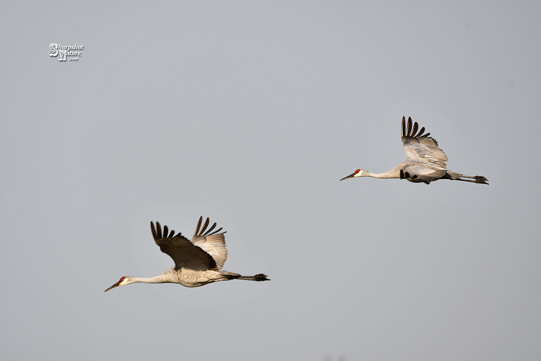 Sandhill Crane