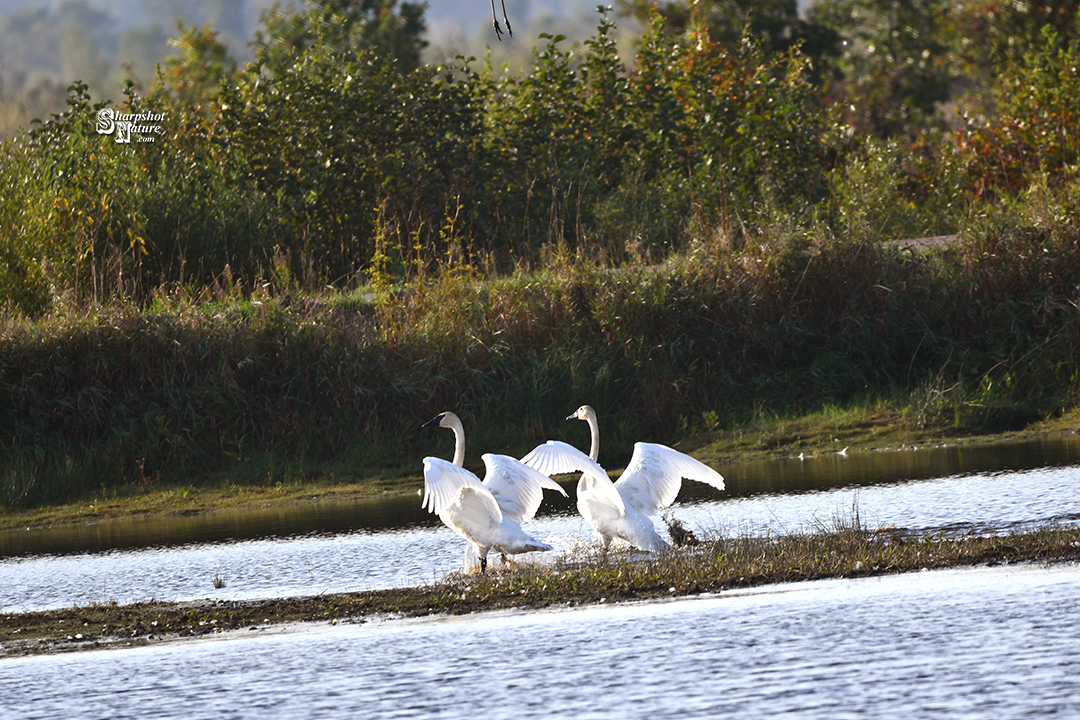 Trumpeter Swan
