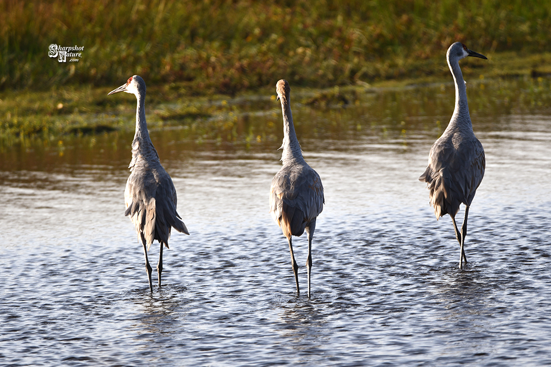 Sandhill Crane