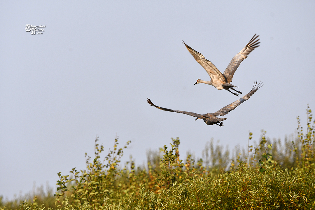 Sandhill Crane