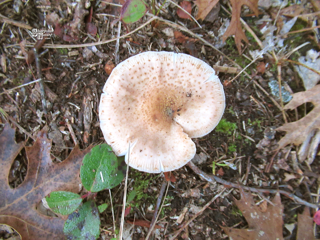 Fungus