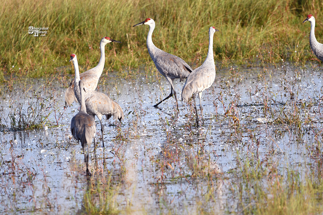 Sandhill Crane