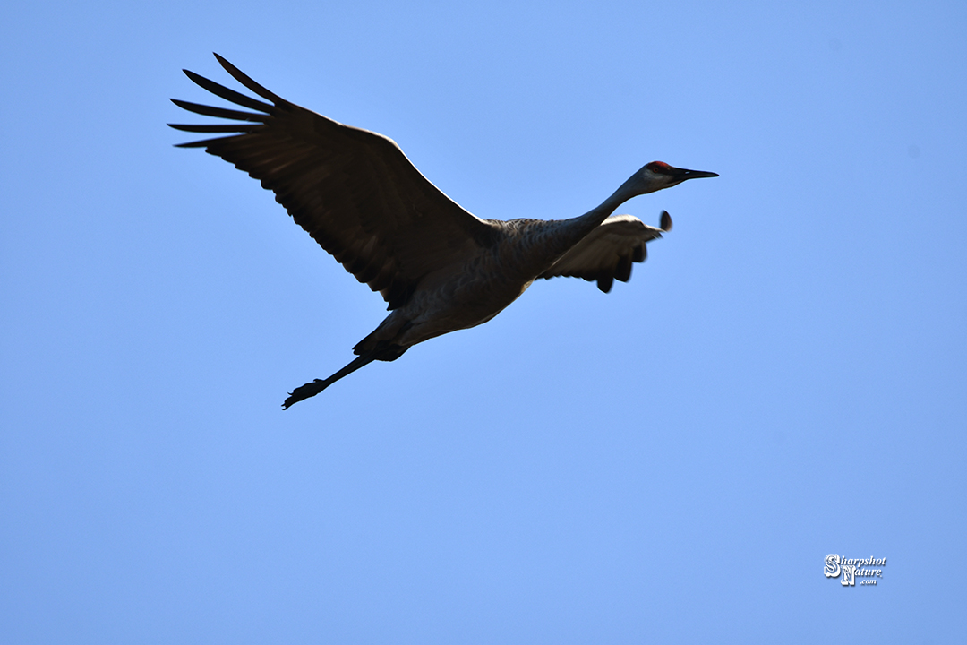 Sandhill Crane