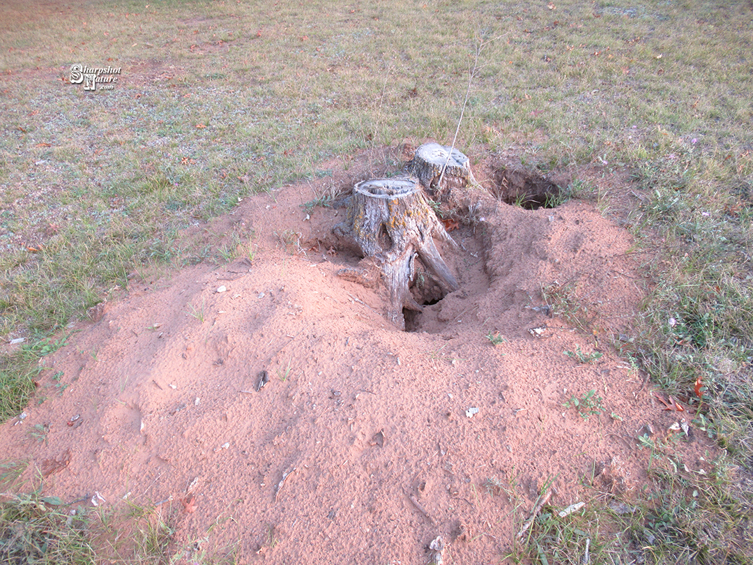 Tree Stump