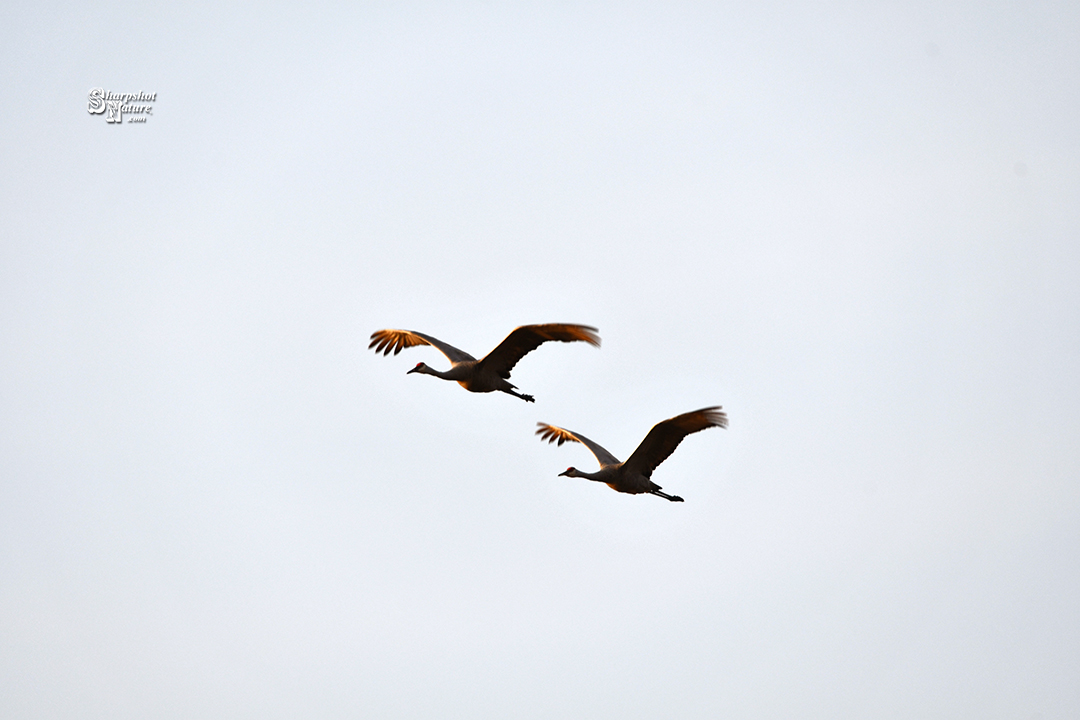 Sandhill Crane