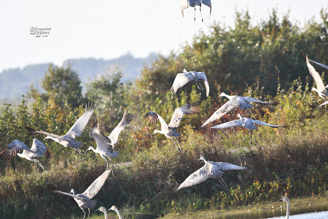 Sandhill Crane